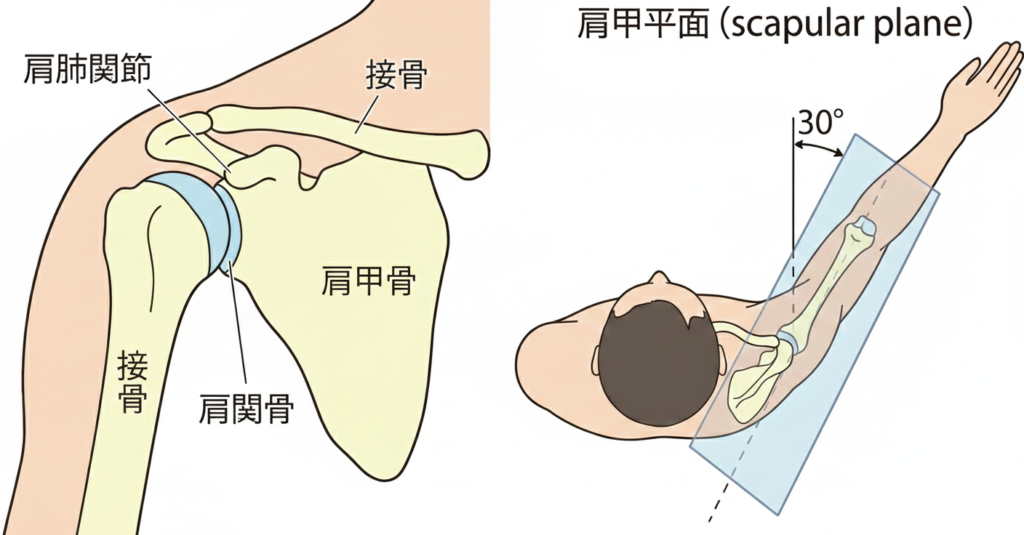 肩関節や肩甲骨面（スキャプラプレーン）の説明